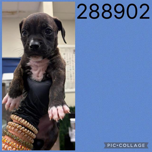 Shelter Stray Male Dog last seen COL,ONIAL DR, 4214 Fulton Mill Rd, Macon, GA 31216, USA