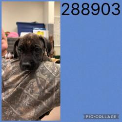 Shelter Stray Male Dog last seen COL,ONIAL DR, 4214 Fulton Mill Rd, Macon, GA 31216, USA