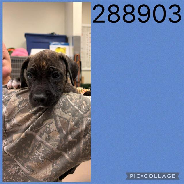 Shelter Stray Male Dog last seen COL,ONIAL DR, 4214 Fulton Mill Rd, Macon, GA 31216, USA