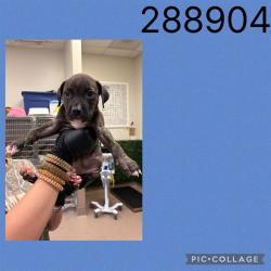 Shelter Stray Male Dog last seen COL,ONIAL DR, 4214 Fulton Mill Rd, Macon, GA 31216, USA