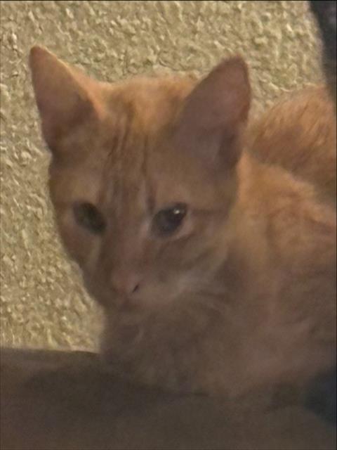 Shelter Stray Male Cat last seen Near BLOCK CROSS CREEK, 4710 TX-151, San Antonio, TX 78227, USA