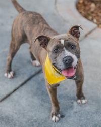 Shelter Stray Male Dog last seen Near BLOCK SW 197 ST, 3599 NW 79th Ave, Doral, FL 33122, USA