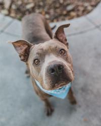 Shelter Stray Male Dog last seen Near BLOCK NW 122ND ST, 3599 NW 79th Ave, Doral, FL 33122, USA
