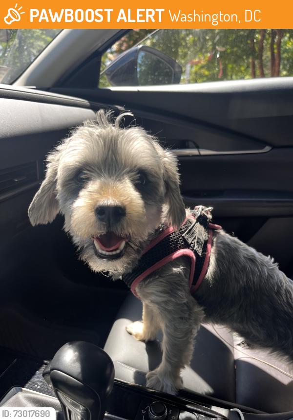 Found/Stray Male Dog last seen S st NW, Washington, DC 20417