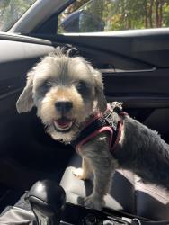 Found/Stray Male Dog last seen S st NW, Washington, DC 20417