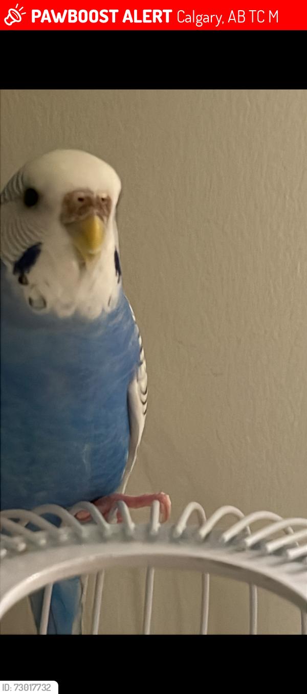 Lost Female Bird last seen 11ave, Calgary, AB T3C 0M5