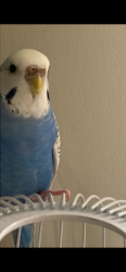 Lost Female Bird last seen 11ave, Calgary, AB T3C 0M5