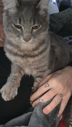 Lost Male Cat last seen Corner of East Fir and Govan, Sequim, WA 98382