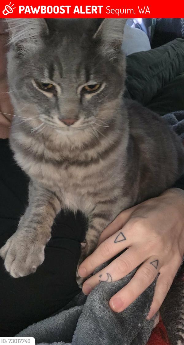 Lost Male Cat last seen Corner of East Fir and Govan, Sequim, WA 98382