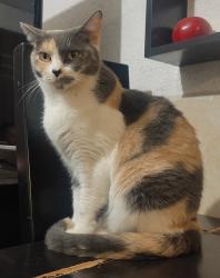 Lost Female Cat last seen Calle Hda, santa cruz del valle , Guadalajara, Jal. 
