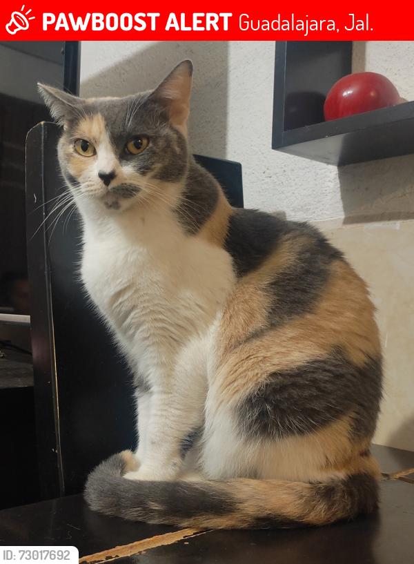 Lost Female Cat last seen Calle Hda, santa cruz del valle , Guadalajara, Jal. 