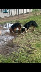 Found/Stray Unknown Dog last seen Glasgow, Ceres, CA 95307