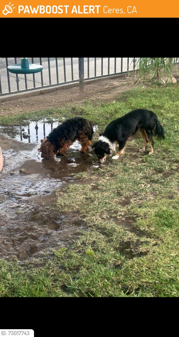 Found/Stray Unknown Dog last seen Glasgow, Ceres, CA 95307