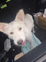 Found/Stray Female Dog last seen FM78, San Antonio, TX 78244
