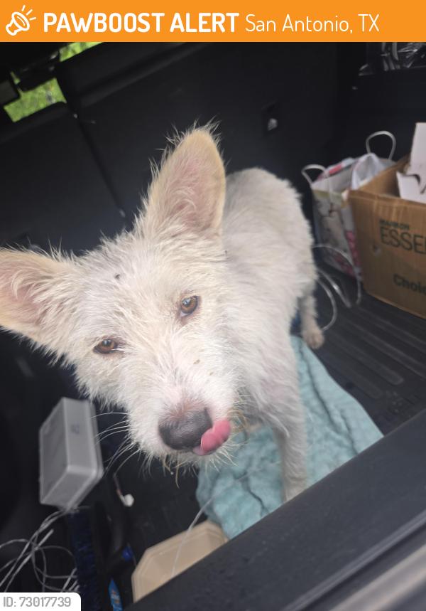 Found/Stray Female Dog last seen FM78, San Antonio, TX 78244