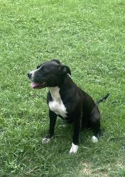 Reunited Female Dog last seen Buffalo st. Close to the creek , Cleburne, TX 76031