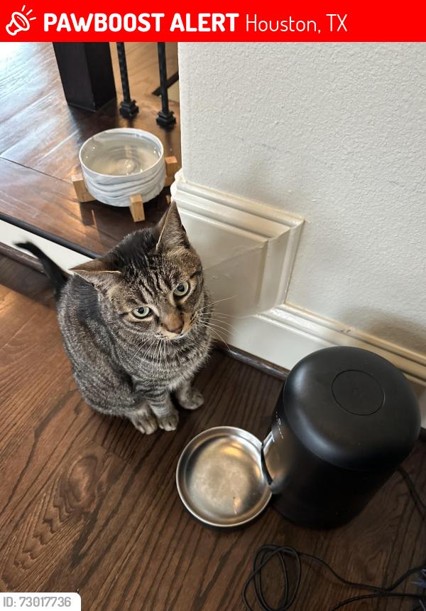 Lost Male Cat last seen Beall and 15th Street on the North side of the SPJST Lodge parking lot, Houston, TX 77008