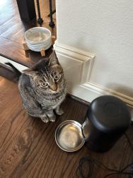 Lost Male Cat last seen Beall and 15th Street on the North side of the SPJST Lodge parking lot, Houston, TX 77008