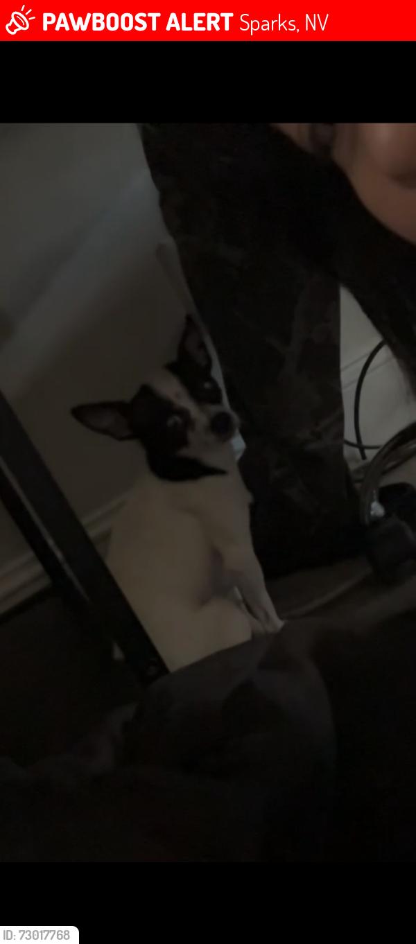 Lost Male Dog last seen In n out / 7/11, Sparks, NV 89431