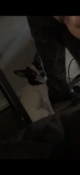 Lost Male Dog last seen In n out / 7/11, Sparks, NV 89431