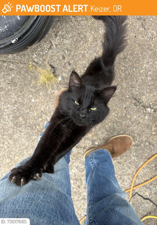 Found/Stray Male Cat last seen Piglet chemawa, Keizer, OR 97303