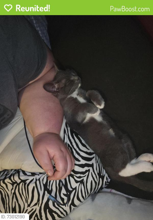 Reunited Female Cat last seen Samples Road off o f Topside, Louisville, TN 37777