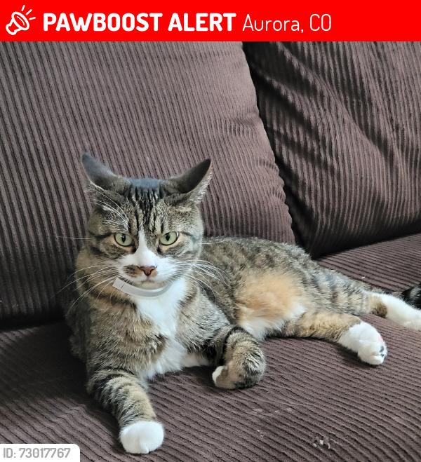 Lost Male Cat last seen Aspen s , Aurora, CO 80012