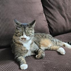 Lost Male Cat last seen Aspen s , Aurora, CO 80012