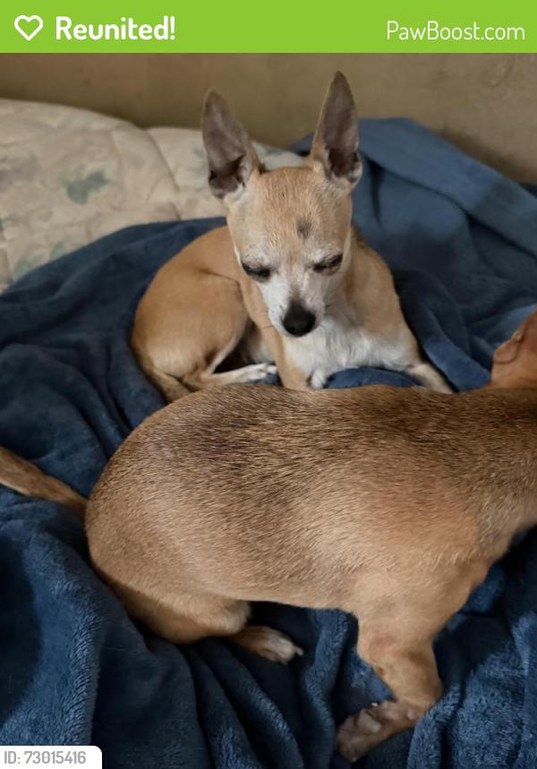 Reunited Female Dog last seen Cheyenne and walnut rd, Sunrise Manor, NV 89115