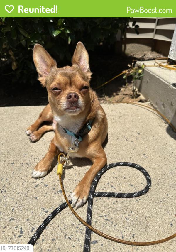 Reunited Male Dog last seen Selwyn Oaks Ct, Charlotte, NC 28209