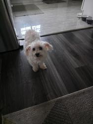 Reunited Female Dog last seen Fairview and 17th st Santa Ana, Santa Ana, CA 92706