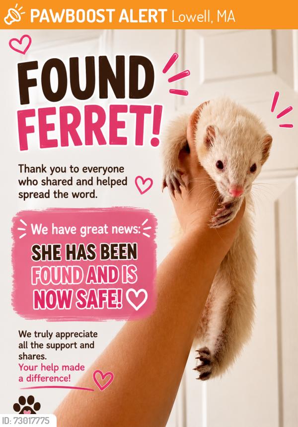 Found/Stray Female Ferret last seen Near central st lowell, Lowell, MA 01852