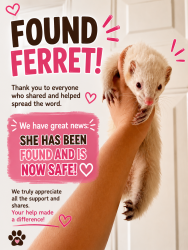 Found/Stray Female Ferret last seen Near central st lowell, Lowell, MA 01852
