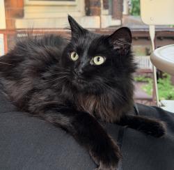 Lost Female Cat last seen Grixdale Farms neighborhood nearby Palmer Park off Woodward and the Dakota Inn off John R, Detroit, MI 48203
