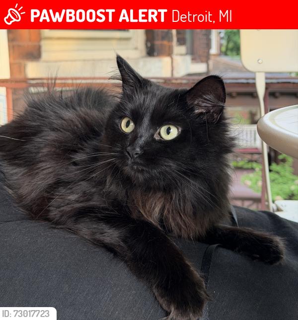 Lost Female Cat last seen Grixdale Farms neighborhood nearby Palmer Park off Woodward and the Dakota Inn off John R, Detroit, MI 48203