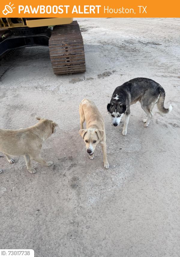 Found/Stray Male Dog last seen Cutten Rd & FM 1960 W, Houston, TX 77066