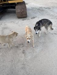 Found/Stray Male Dog last seen Cutten Rd & FM 1960 W, Houston, TX 77066