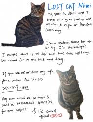 Lost Male Cat last seen Near 36th St NW, Washington, DC 20016, Washington, DC 20016