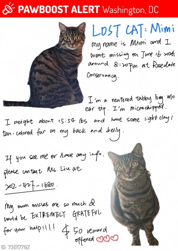 Lost Male Cat last seen Near 36th St NW, Washington, DC 20016, Washington, DC 20016
