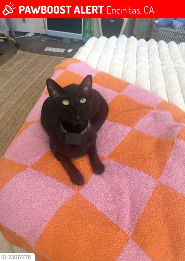 Lost Male Cat last seen Esta Vista, Wales, Via Tempo Lake, Encinitas, CA 92024