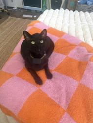 Lost Male Cat last seen Esta Vista, Wales, Via Tempo Lake, Encinitas, CA 92024