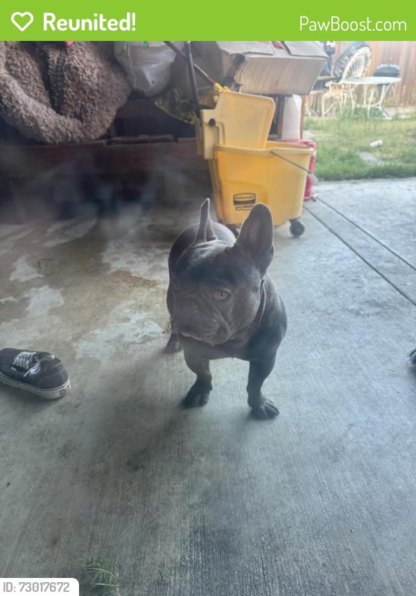 Reunited Male Dog last seen Near Coppermine St, Riverside, CA 92501, USA, Riverside, CA 92501