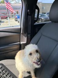 Found/Stray Unknown Dog last seen Union street and w valley stream blvd, Valley Stream, NY 11580