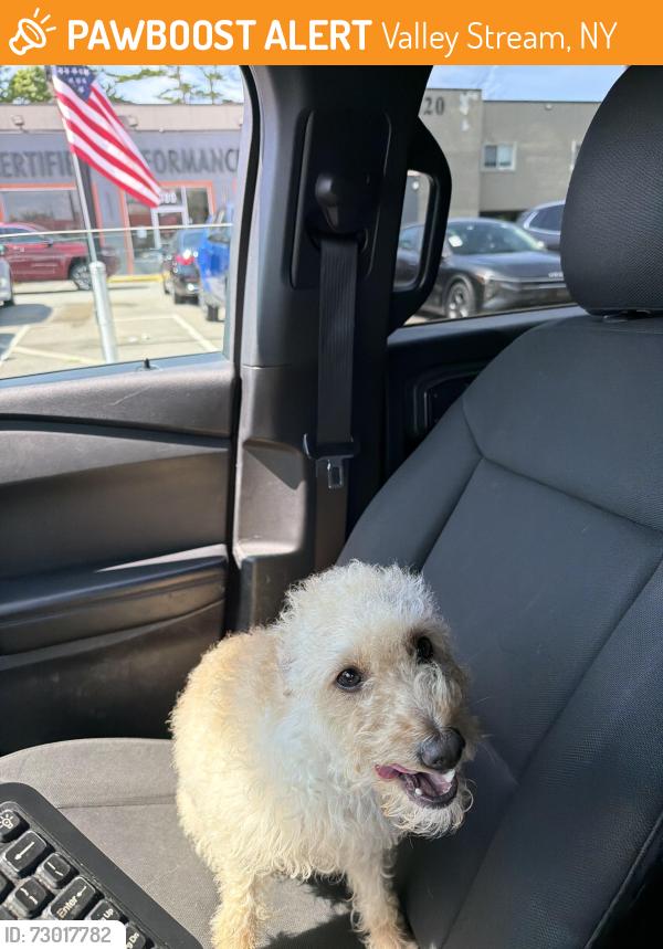 Found/Stray Unknown Dog last seen Union street and w valley stream blvd, Valley Stream, NY 11580