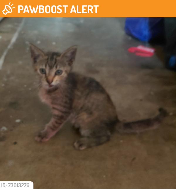 Found/Stray Unknown Cat last seen Belvedere Rd and Drexel, Lake Belvedere Estates, FL 33413