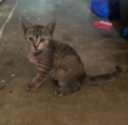 Found/Stray Unknown Cat last seen Belvedere Rd and Drexel, Lake Belvedere Estates, FL 33413