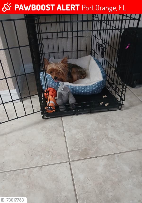 Lost Male Dog last seen Herbert and Lafayette, Port Orange, FL 32129