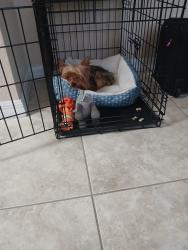 Lost Male Dog last seen Herbert and Lafayette, Port Orange, FL 32129