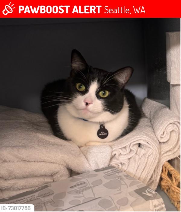Lost Female Cat last seen Dibble Ave NW, Seattle, WA 98177