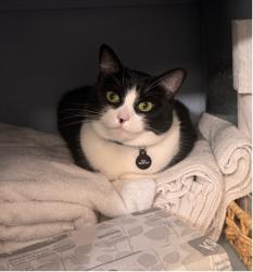 Lost Female Cat last seen Dibble Ave NW, Seattle, WA 98177
